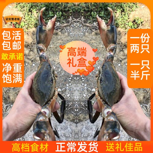 特大公蟹净重野生大青蟹肉蟹包肥