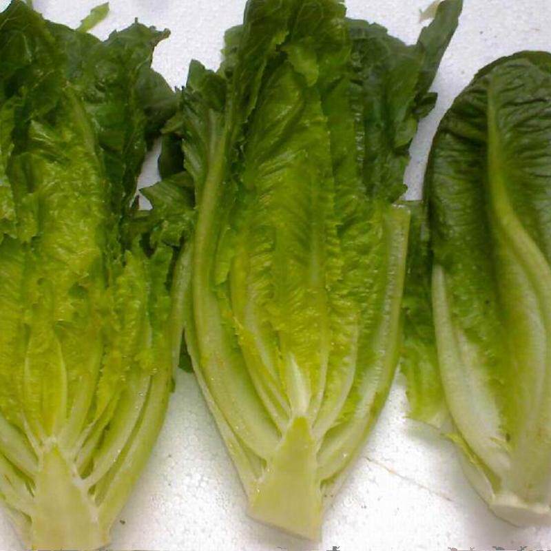 广东包邮  新鲜罗马   罗纹   沙拉 直立食用生菜  500g