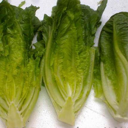 广东包邮  新鲜罗马   罗纹   沙拉 直立食用生菜  500g