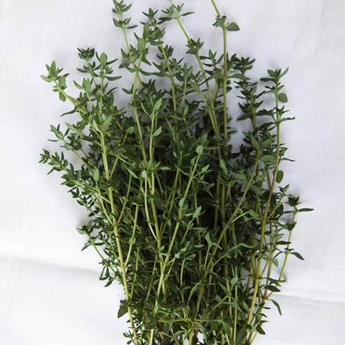 百里香thyme麝香草50g