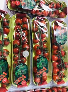 12元 现摘新鲜樱桃小番茄 串茄红串茄水果番茄一盒200g