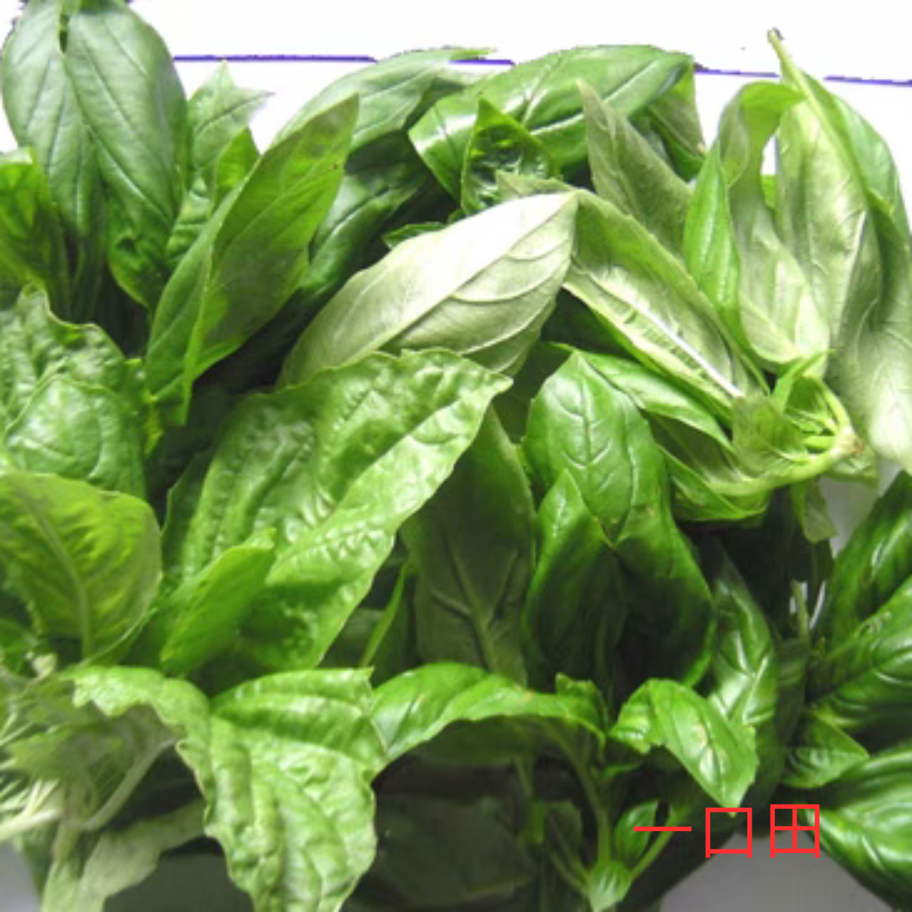 意大利罗勒叶   Basil150克秒杀价做青酱巴西叶