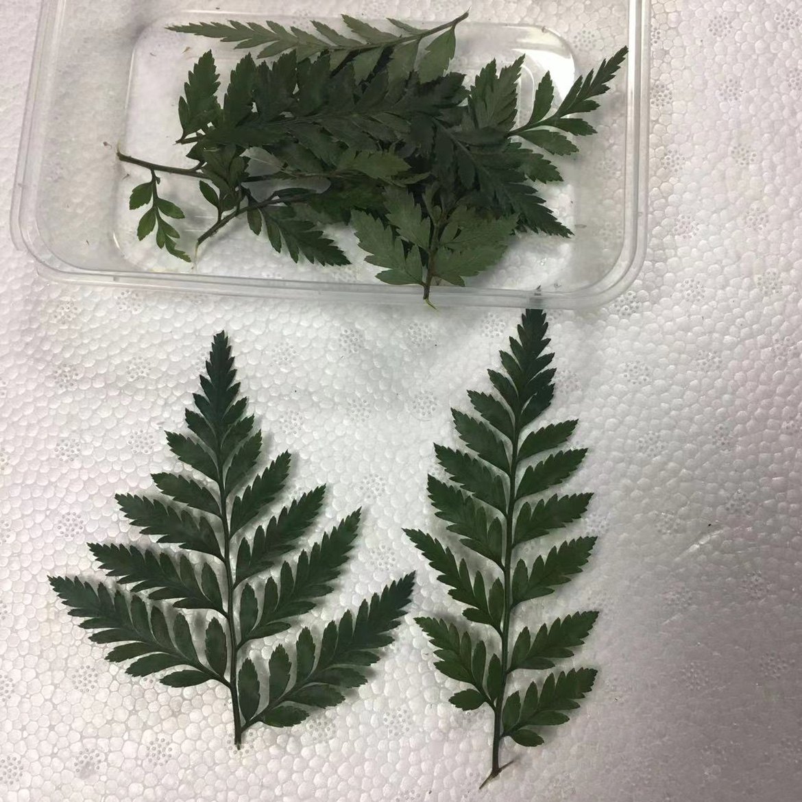 羊齿叶新鲜装饰花草扬子叶高山羊齿叶西餐装饰