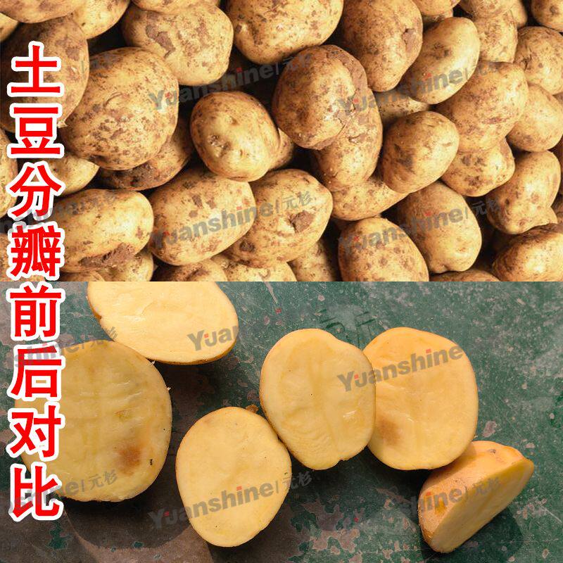 全自动果蔬切割设备 高丽菜分瓣机 小型不锈钢水果笋分瓣机