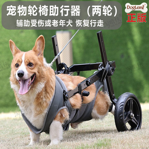 中型犬柯基后肢受伤摔伤恢复走路
