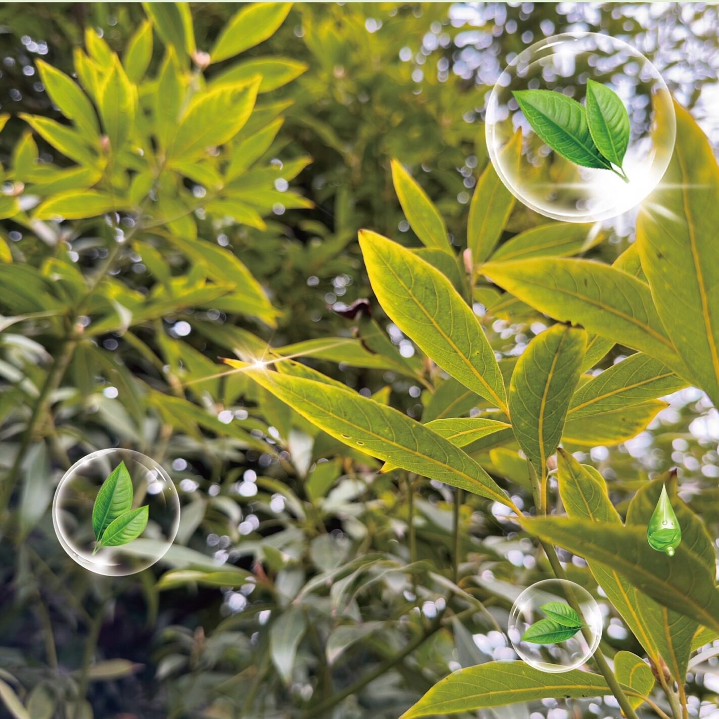 正宗金丝楠木大树庭院四川名贵小叶金丝楠四季常绿不落叶