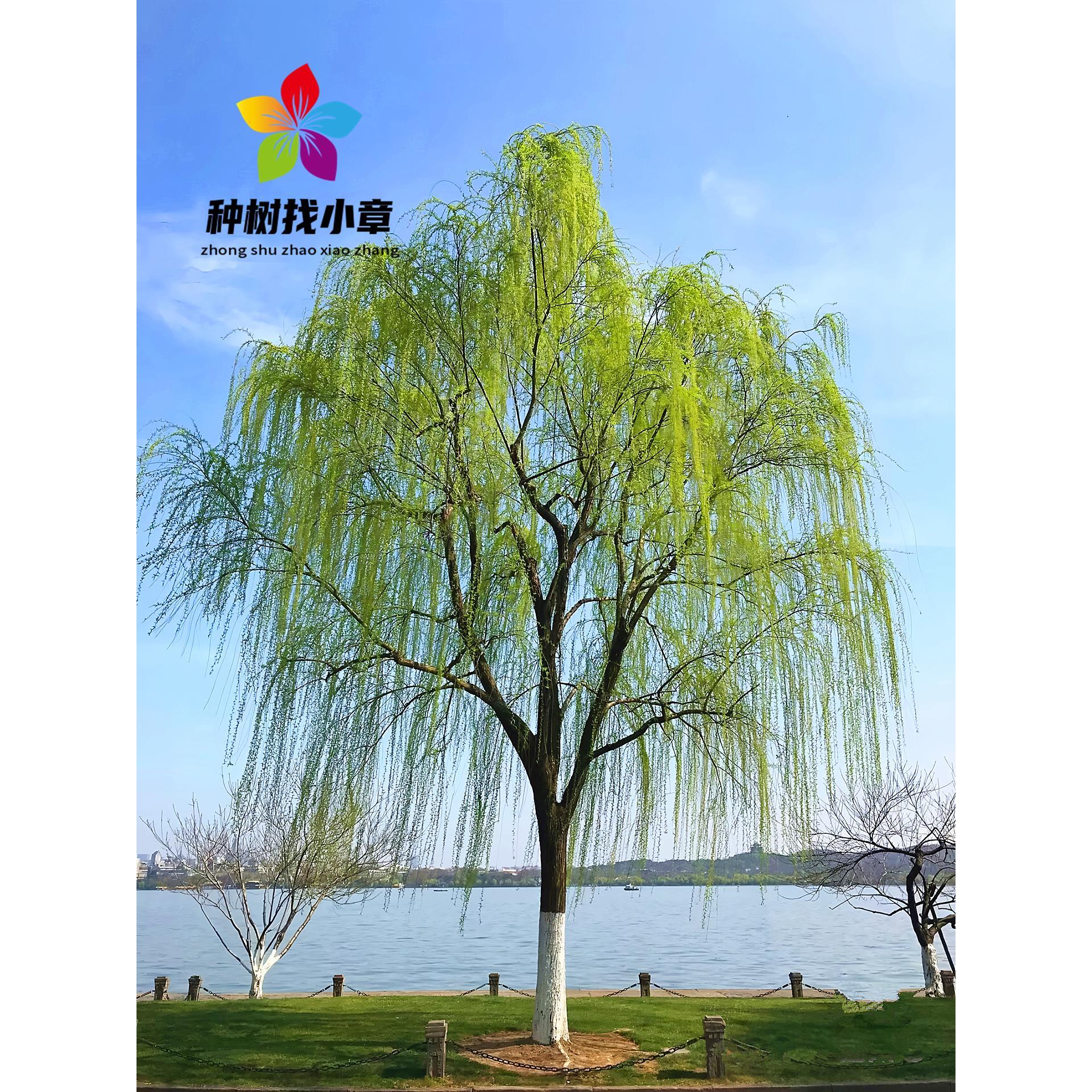 垂柳树苗黄金柳青皮旱柳小苗园林行道耐寒绿化风景大树速生金丝柳