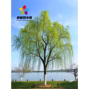 垂柳树苗黄金柳青皮旱柳小苗园林行道耐寒绿化风景大树速生金丝柳