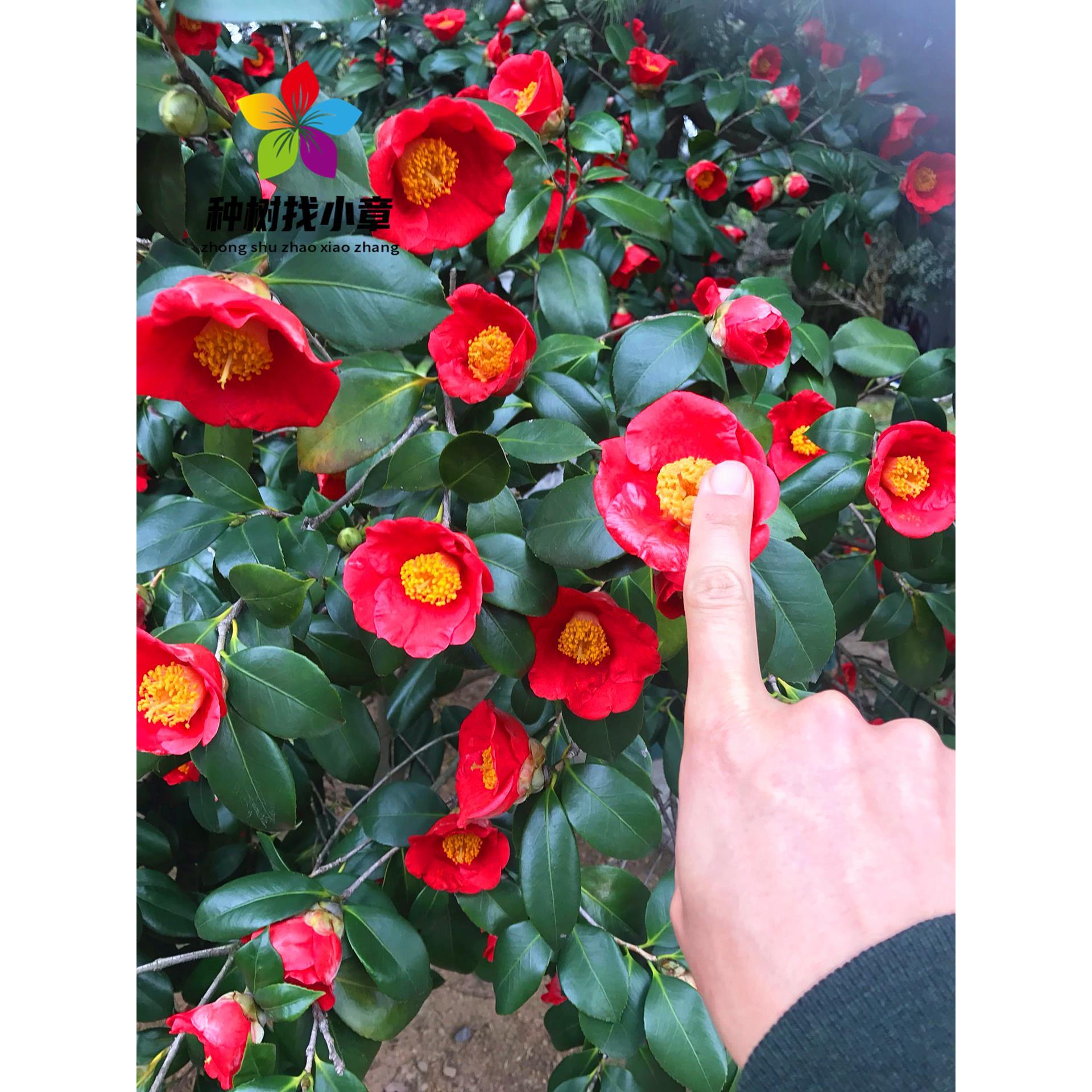 耐冬茶花树苗山茶小苗庭院园林大型耐寒盆栽四季常青浓香风景花树