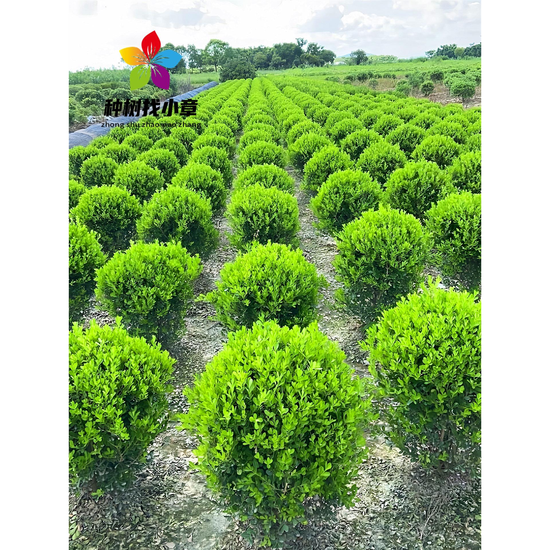 小叶瓜子黄杨球树苗大叶黄杨庭院耐寒四季常青绿化篱笆植物冬青球