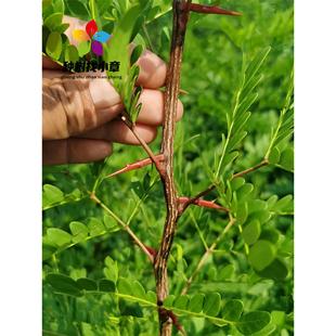 皂角树苗药用大刺皂荚树小苗庭院耐寒绿化造刺围栏篱笆墙树皂角树
