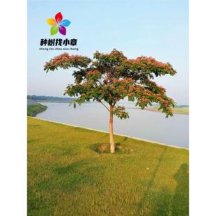 合欢树苗芙蓉花小苗庭院园林行道耐寒盆栽绿化风景大花树合欢花树