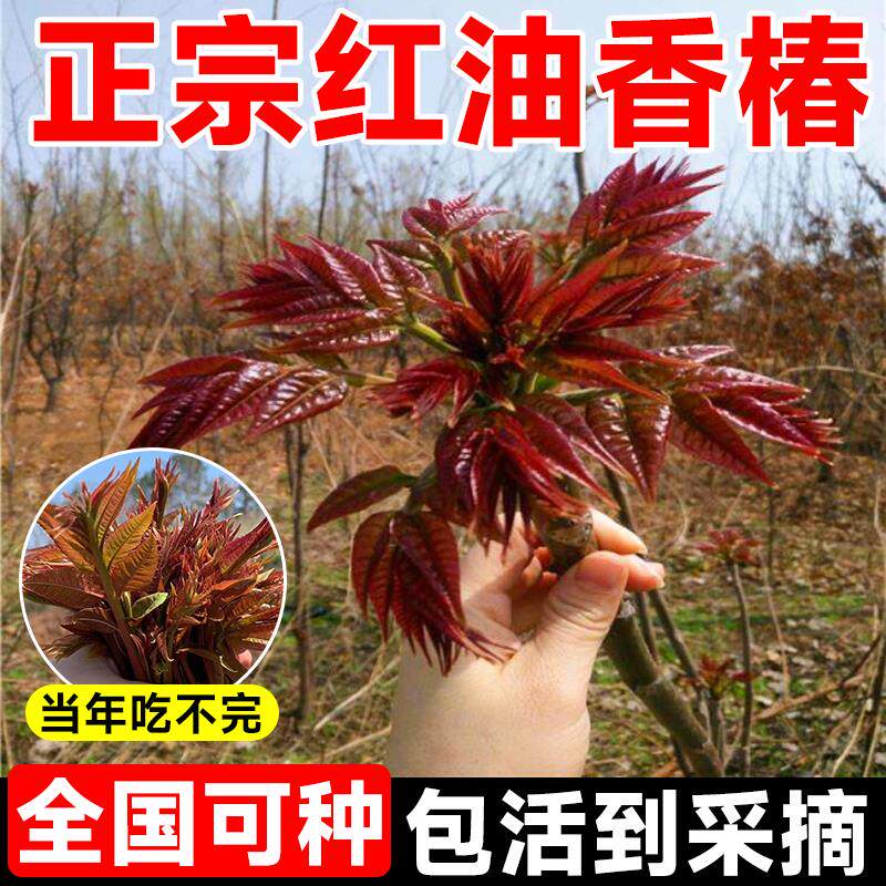 红油香椿树苖正宗矮化食用香春树苗四川春芽南方种植果树果苗盆栽图片