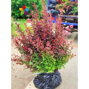 红叶小檗树苗庭院园林耐寒彩色绿化篱笆墙色块风景树紫红叶小波球