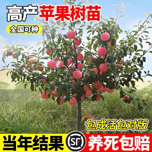 特大号苹果树果苗嫁接红富士果树果苗南北方种植盆栽地栽当年结果