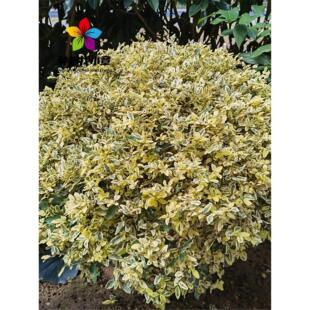 银姬小蜡球树苗庭院耐寒四季常青彩叶绿化色块花镜植物金姬水蜡球