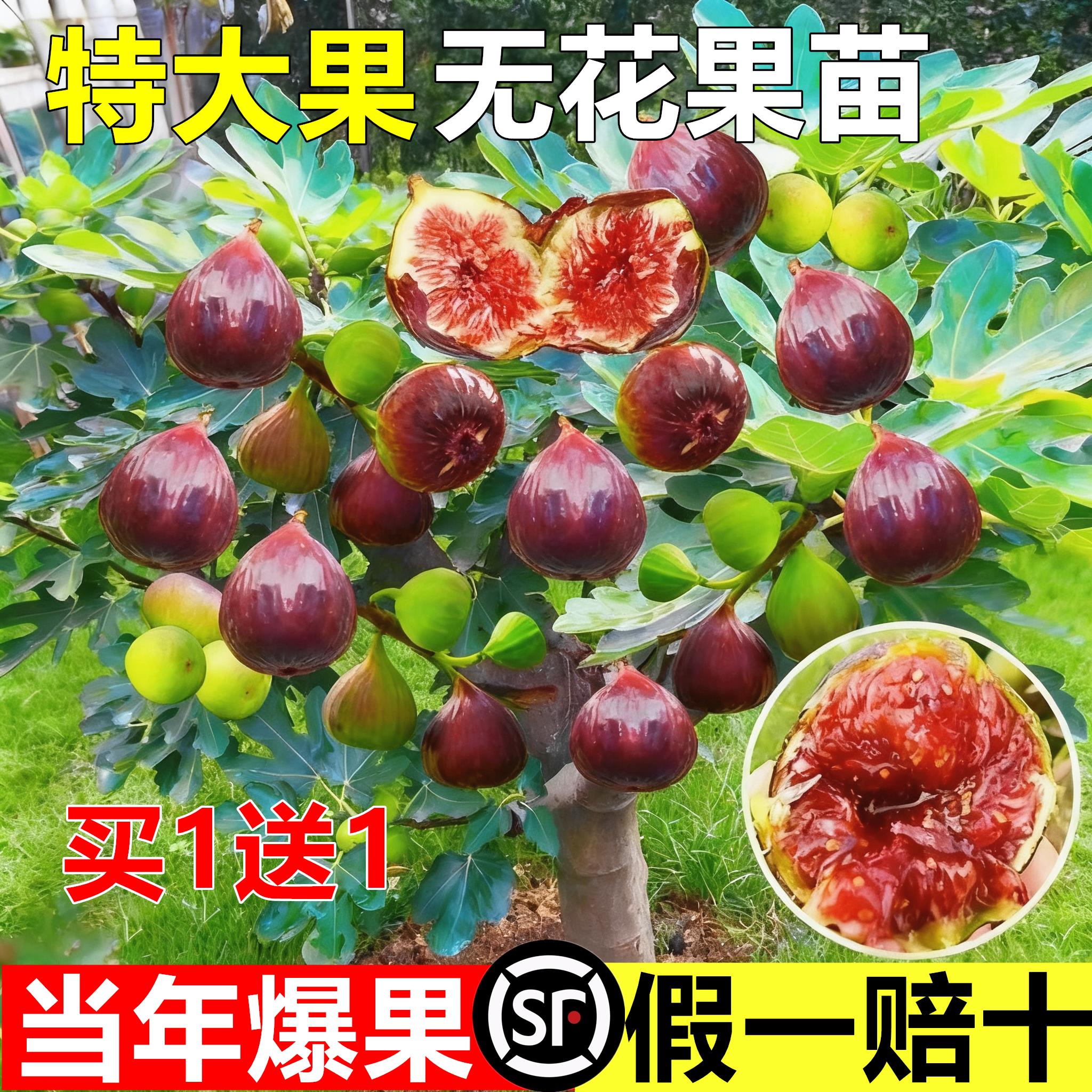 无花果树果苗特大果盆栽南方北方格莱斯波姬红青皮矮化无花果苗树