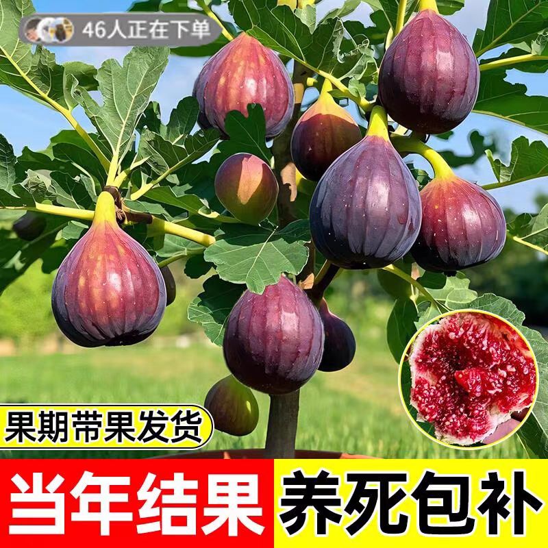 无花果树果苗盆栽波姬红四季南北方种植格莱斯芭劳奈青皮无花果苗