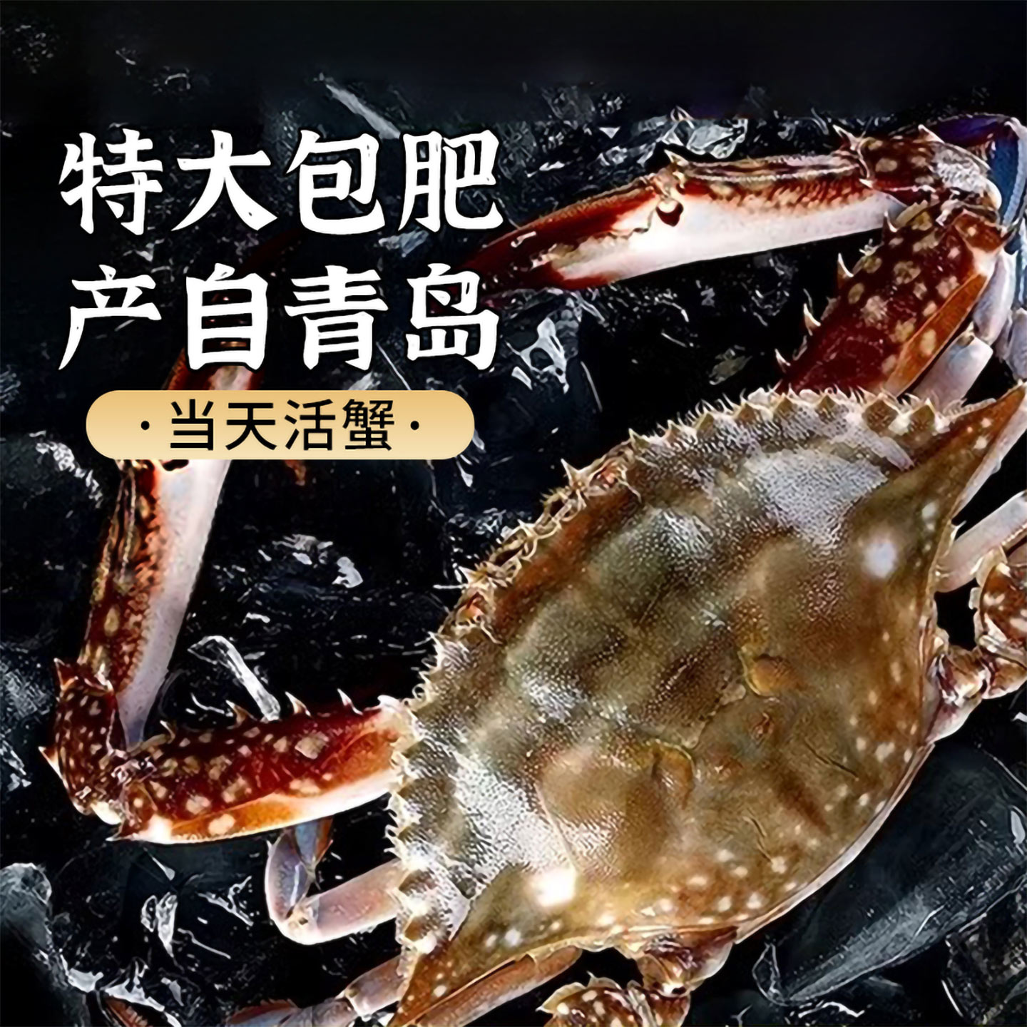 [保鲜不保活]梭子蟹特大当天活蟹野生青岛大螃蟹新鲜飞蟹海蟹顺丰