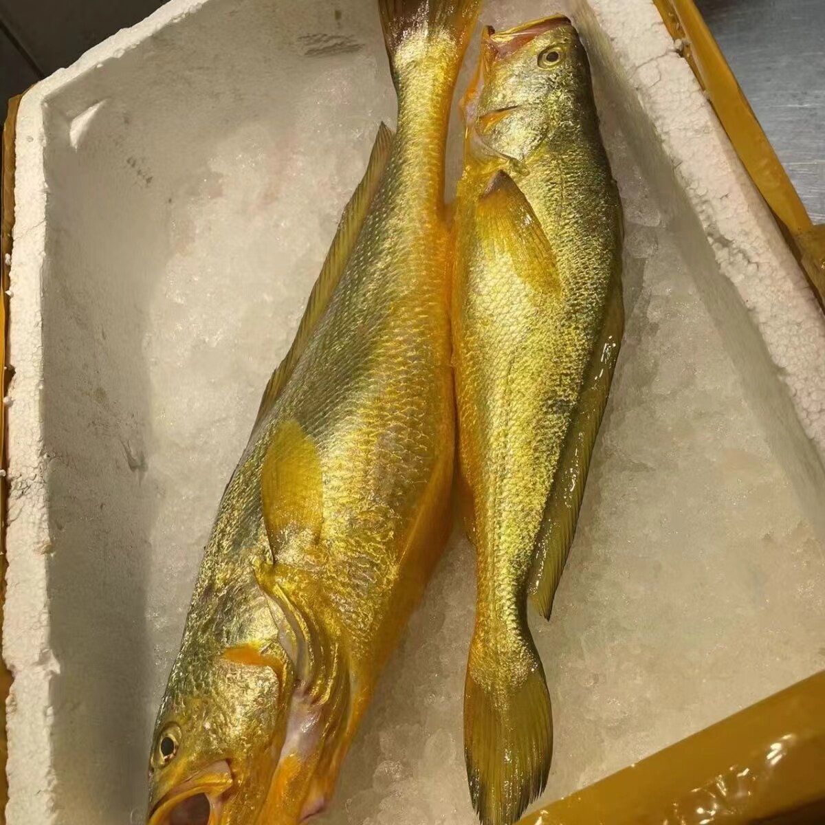 顺丰正宗野生大黄鱼海钓大黄鱼深黄鱼