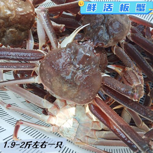 板蟹鲜活长腿蟹松叶蟹新鲜