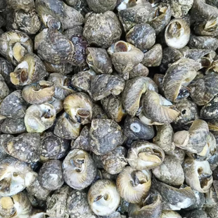 鲜活转盘螺香波螺偏腚螺野生小海螺青岛海鲜特产贝类小海螺新鲜