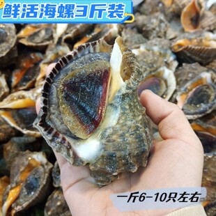 海螺鲜活青岛海鲜大海螺新鲜3斤装当天现捕钉螺香螺小海螺新鲜