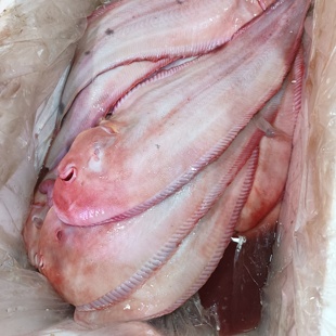 龙利鱼新鲜大踏板鱼大牛舌头鱼超大一条2斤左右顺丰包邮