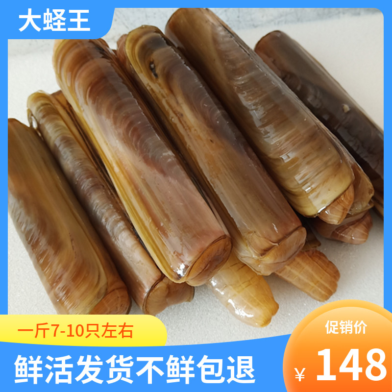 蛏子鲜活竹节蛏新鲜青岛海捕特大竹蛏一斤装海鲜贝类水产大蛏王