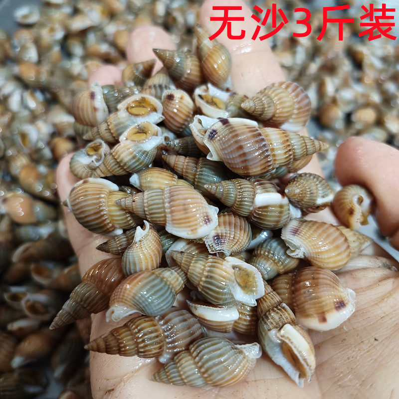 海瓜子鲜活海捕螺丝大海锥青岛海鲜贝类水产小海螺螺蛳每份1500g