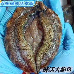 鲍鱼鲜活大个特大新鲜海捕大鲍鱼一斤3头青岛海鲜贝类水产崂山鲍
