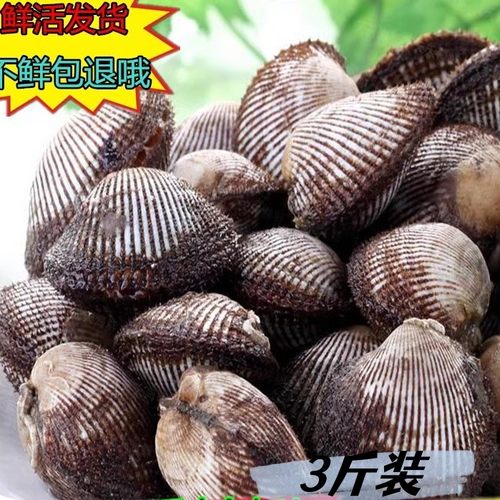 鲜活海鲜水产贝类毛蛤毛蛤蜊血蛤