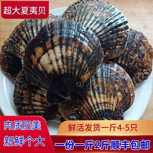 超大青岛海捕蒜蓉粉丝烧烤夏夷贝