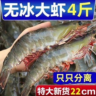 大虾鲜活冷冻超大青虾特大海无冰盐冻虾鲜新鲜速冻基围虾海鲜水产