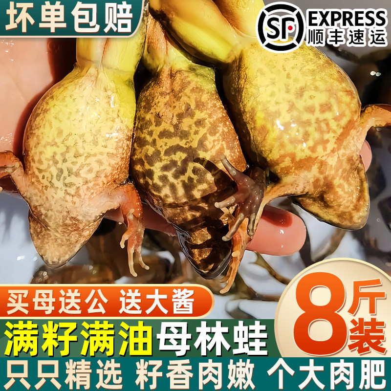东北特产林蛙鲜活冷冻