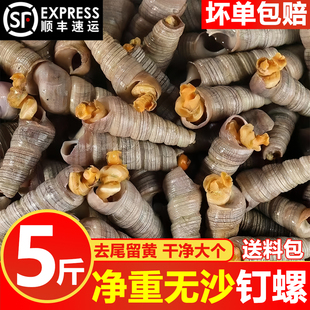 钉螺鲜活去尾留黄大号锥螺无沙新鲜海螺丝捞汁小海鲜麻辣包邮商用