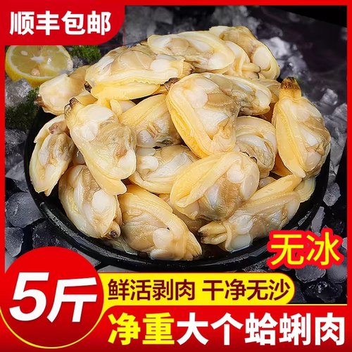 新鲜蛤蜊肉鲜活花蛤花甲肉