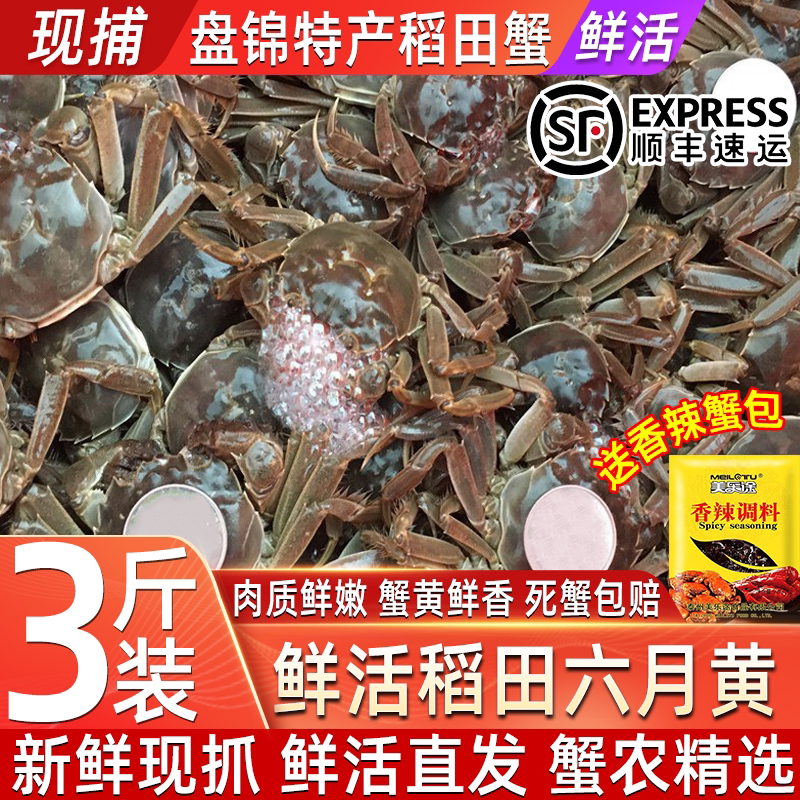 鲜活特大六月黄螃蟹盘锦直发黄膏饱满冰鲜到家死蟹包赔礼盒装顺丰