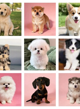 金毛比熊泰迪熊柴犬约克夏腊肠边牧柯基阿拉斯加博美马尔泰宠物狗