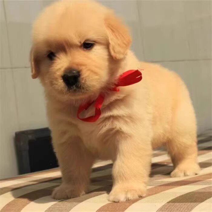 纯种金毛幼犬活体中大型宠物狗狗温顺听话小狗动物活的家庭养狗狗