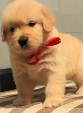 纯种金毛幼犬活体中大型宠物狗狗温顺听话小狗动物活的家庭养狗狗