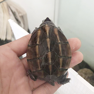 果核蛋龟元 宝母5.9cm泥龟观赏龟宠物龟深水龟