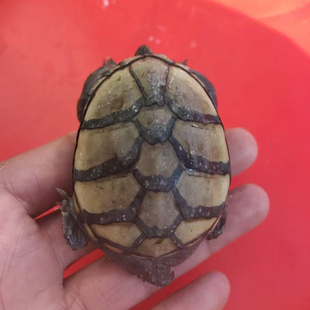 头盔蛋龟泥龟6cm元 宝母一物一拍所见即所得乌龟