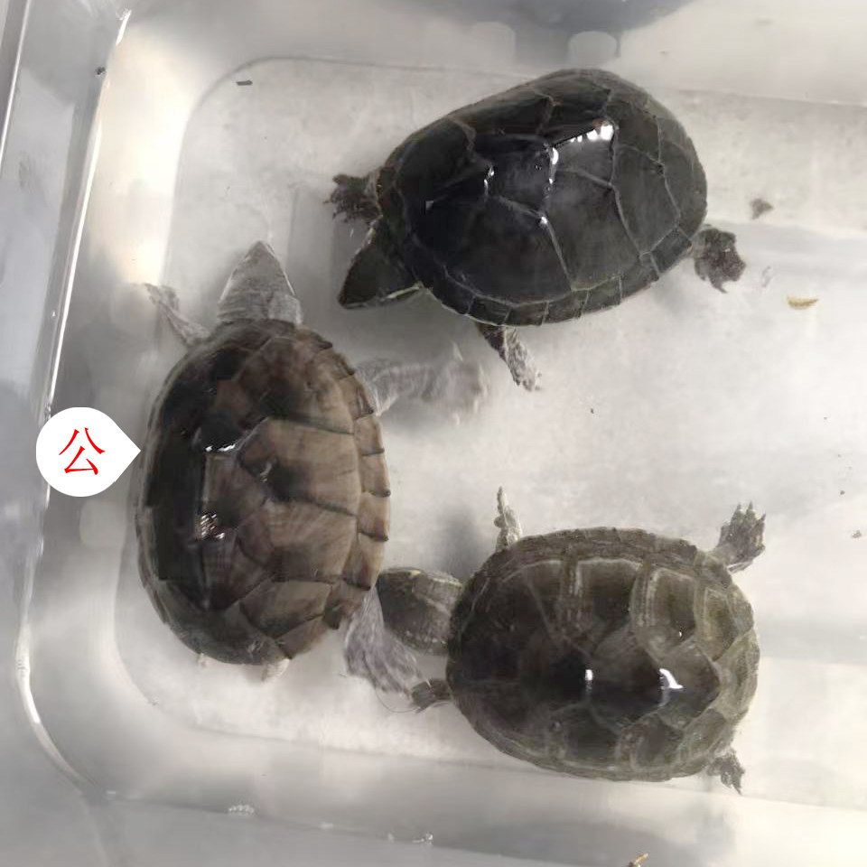 全品麝香蛋龟1公2母打包出泥龟深水龟宠物龟观赏龟冷水龟,宠物/宠物食品及用品,龟/鳖,淘宝优惠券,粉丝福利购,淘宝优惠卷