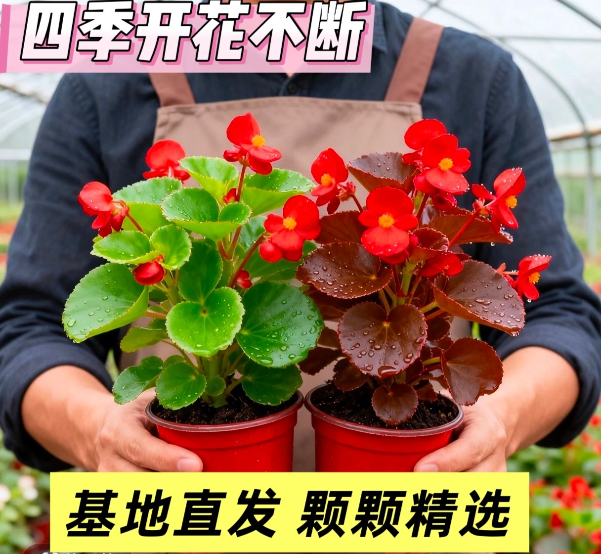 四季海棠花苗盆栽好养四季室内阳台庭院玻璃翠鲜花盆栽带花包邮
