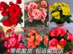 丽格海棠花苗重瓣盆栽四季花卉开花不断多年生阳台办公室秋海棠
