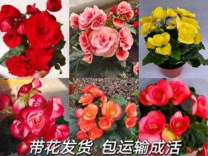丽格海棠花苗重瓣盆栽四季花卉开花不断多年生阳台办公室秋海棠