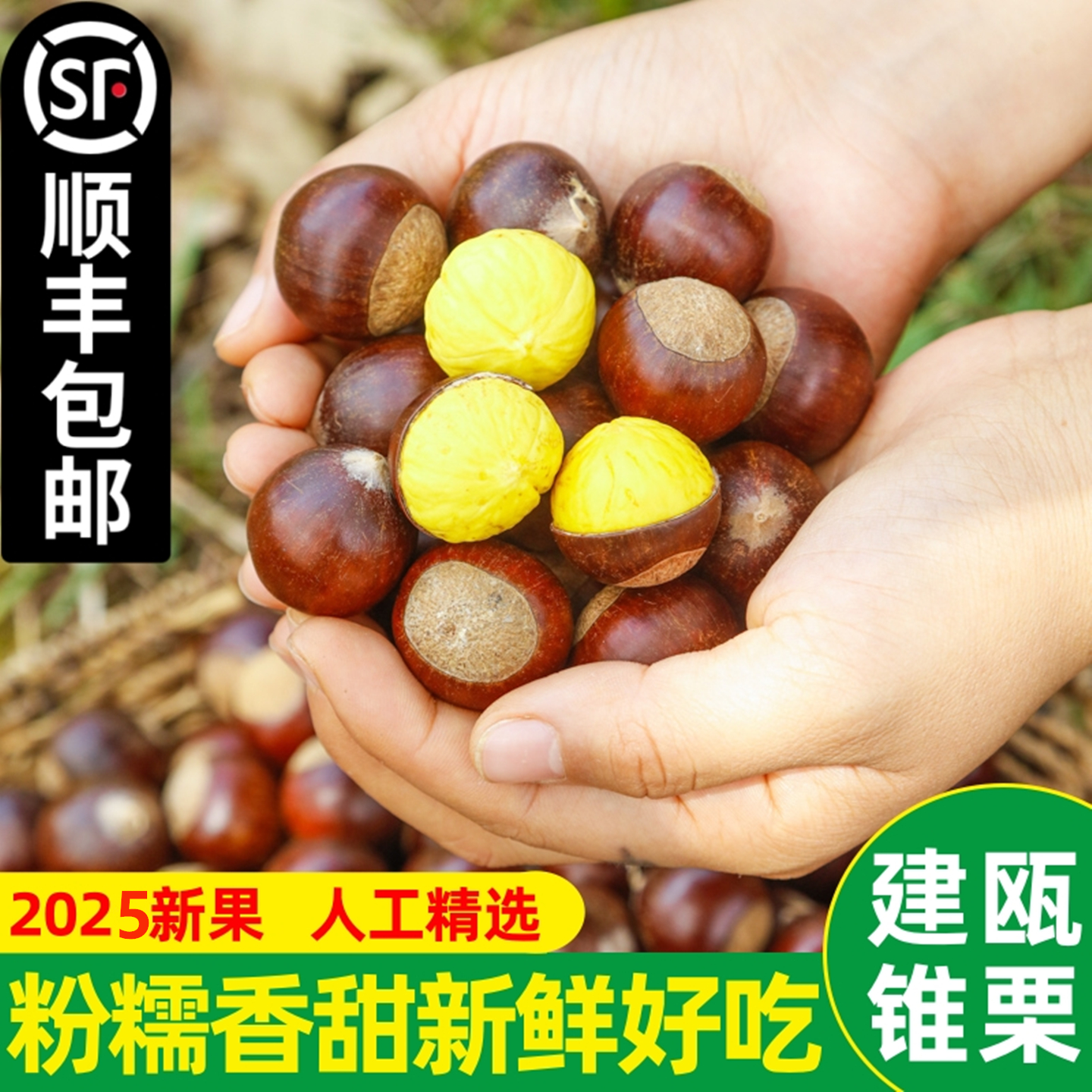 高山锥栗福建野生栗子糯甜圆栗