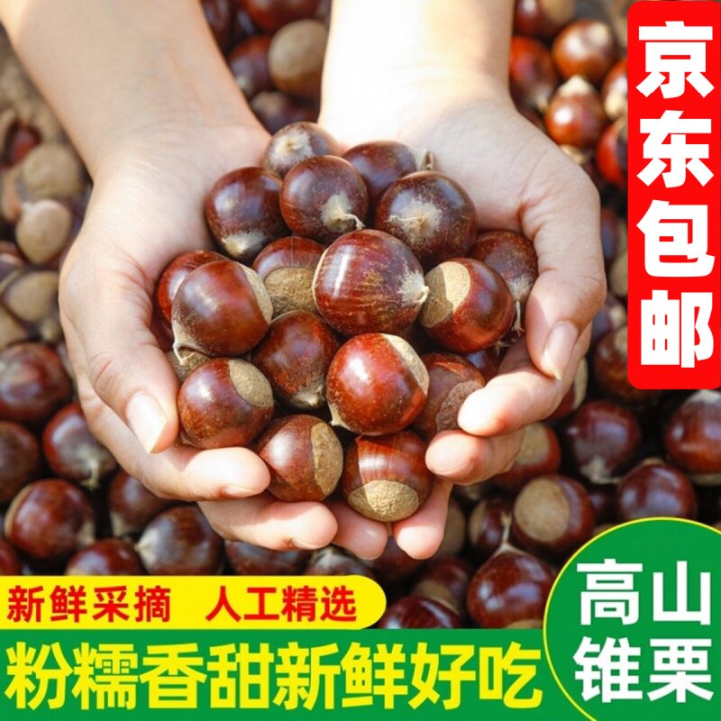 锥栗新鲜现摘新鲜圆尖栗子