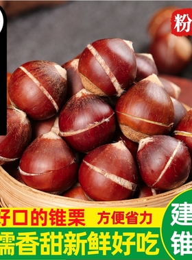 开好口的锥栗2025年建瓯高山锥栗生新鲜圆板栗油栗毛栗子顺丰包邮